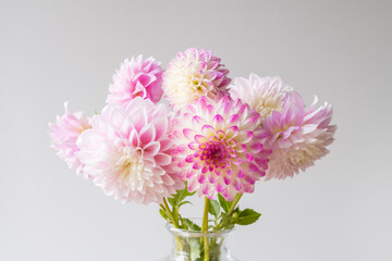 Close up of variegated dahlia in bunch of pale pink flowers against neutral background (selective focus)