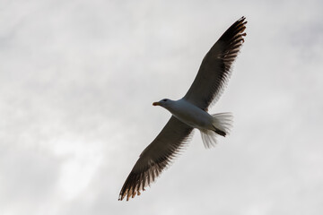 Gaviota Dominicana (Larus dominicanus) en pleno vuelo