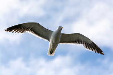 Obraz premium Gaviota Dominicana (Larus dominicanus) en pleno vuelo