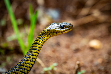 Cobra