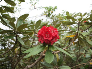 red rose in garden