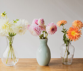 Three vases of colorful dahlia flowers on oak table against neutral backgground with vintage filter effect (selective focus)