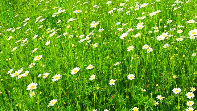 Chamomile Matricaria is an annual flowering plants in the Asteraceae family. Chamomile Matricaria chamomilla or Matricaria recutita is used for medicinal and cosmetic purposes. Weak wind. Insects fly