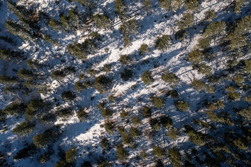 beautiful capture of pine trees from above on top of a snowy patch of land in colorado