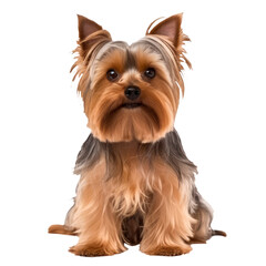 Front view of a Yorkshire Terrier sitting. Generative AI
