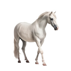 Obraz na płótnie Canvas White horse body. Generative AI