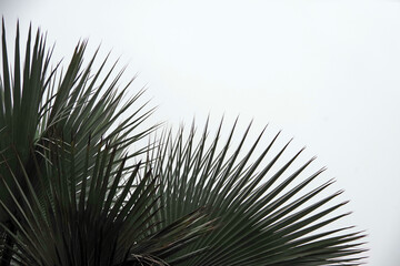 Double exposure image of fan palm tree leaves on a foggy day