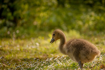 Cute baby canadian goose (branta canadensis) looking for food in the meadow full of daisies
