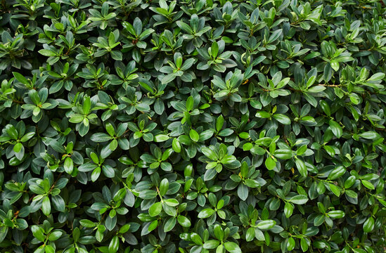 Background of the green leaves of the bush