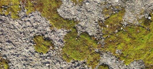 Orange-green moss on gray old asphalt with uneven surface.