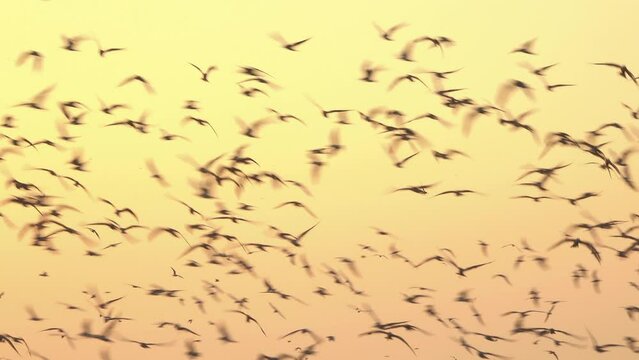 Group of bird flying on the yellow sky