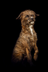 Portrait of a cute brown bossipoo dog on dark background