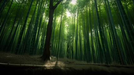 Whispers of Green: Arashiyama Bamboo Grove's Serenity