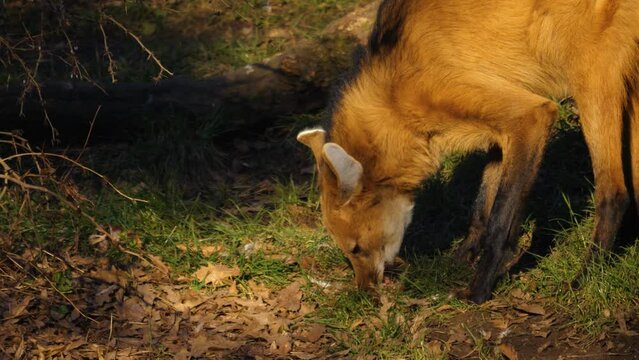 A maned wolf eating a chicken on a sunny day on a meadow.