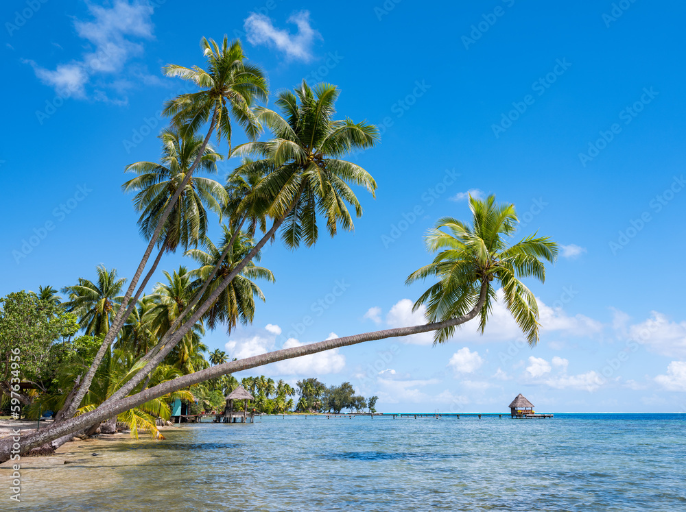 Wall mural hanging palm tree on the beach, moorea, french polynesia