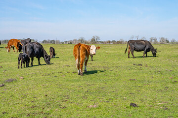 Fototapeta na wymiar Cows in Texas