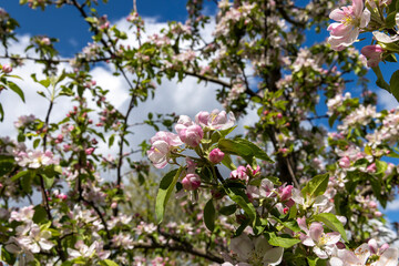 Trees blooming in the orchard in the spring season