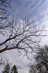 Tall deciduous trees in early spring without foliage