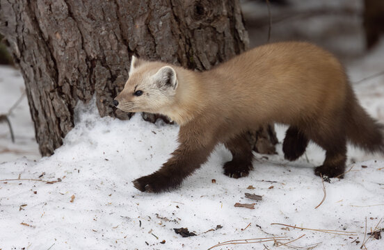 Pine Martin.  Adorable Martes Americana foraging for food in the snowy wilderness of Northern Ontario - Wildlife Photography.