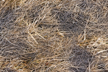 the grass covered with frost growing on the side of the road