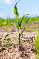 small green corn sprouts in the summer