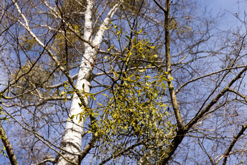 Tall birch trees in early spring without foliage