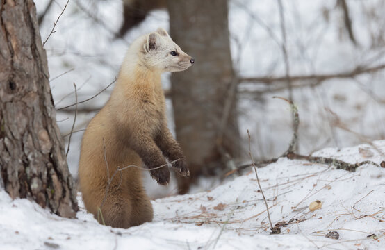 Pine Martin.  Up close with a curious Martes Americana: Adorable Pine Martin standing in the snow - Northern Ontario Wildlife Photography.