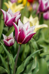 Pink and white, lily style tulips growing in an outdoor garden space.