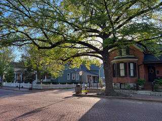 Urban Tree Canopy in historic Saint Charles Missouri