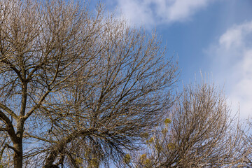 bare willow trees in the spring season in the park