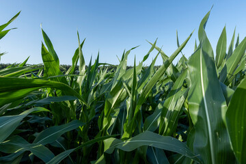Green corn illuminated by sunlight