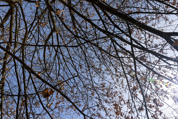 Branches of oak trees in the park in spring sunny weather