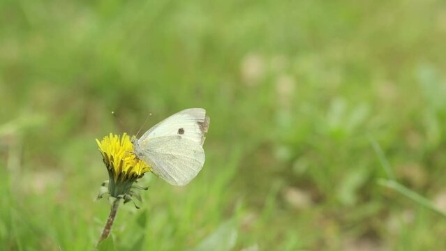 white butterfly on a dandelion flower