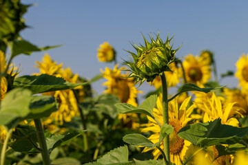 Sunflower field with flowers and bees