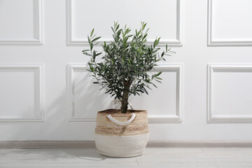 Fototapeta premium Beautiful young potted olive tree near white wall indoors. Interior element