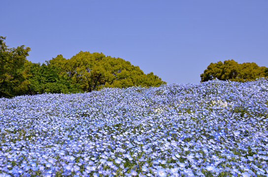 Nemophilas in Showa kinen Park in Tachikawa City, Tokyo
