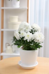 Beautiful chrysanthemum plant in flower pot on wooden table in room
