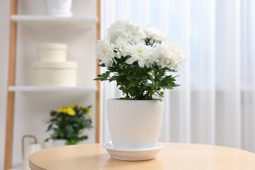 Beautiful chrysanthemum plant in flower pot on wooden table in room