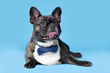Adorable French Bulldog with bow tie on light blue background