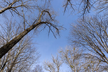 Bare trees in sunny spring weather, bare deciduous trees