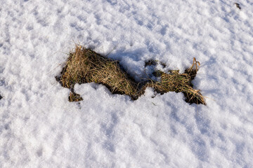 dry grass covered with snow after winter snowfalls