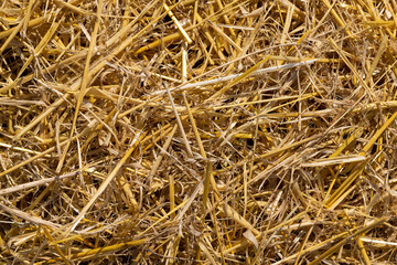 Yellow-golden straw in the field after harvesting