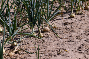 An agricultural field with a harvest of onions in the summer