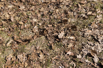 old leaves fallen in autumn on the ground in the spring season