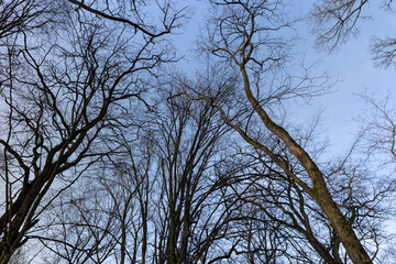 Bare trees in early spring in sunny clear weather
