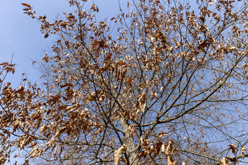 Branches of oak trees in the park in spring sunny weather