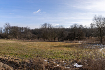 deciduous trees in winter during the day in sunny weather