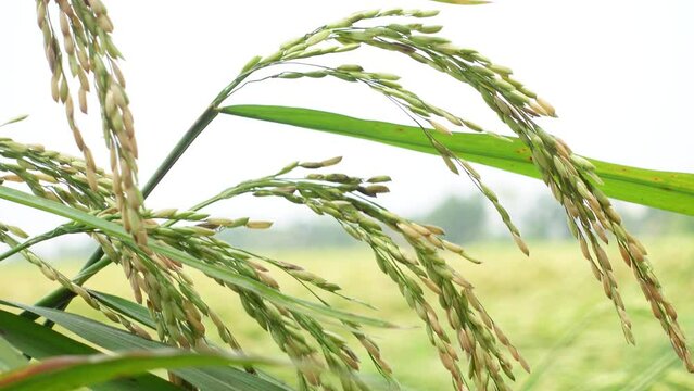 Close-up view of green brown paddy field in sunny field. Bunches of green-brown rice are swaying in the wind. 