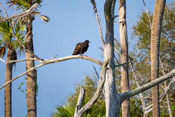 Black Vulture sitting in palm trees at Orlando Wetland Park in Cape Canaveral Florida.