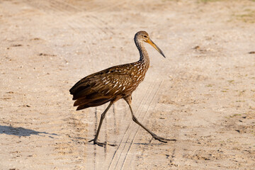 Brown Limpkin walking on a dirt path at Orlando wetland park in Cape Canaveral Florida.